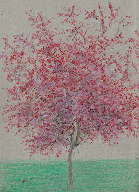 Jon Rettich, Crab Apple, colored pencil on grey paper, 12x9 inches