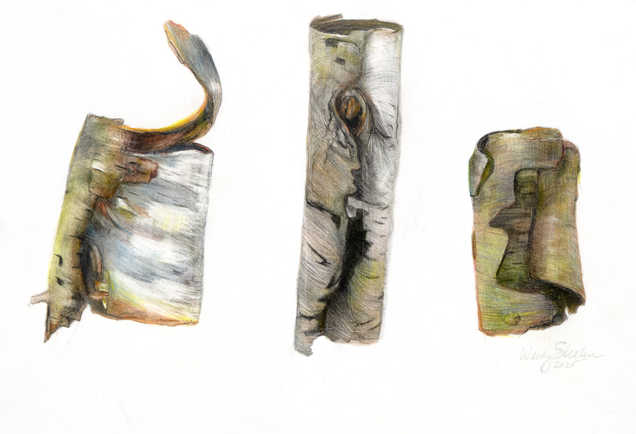 Hidden Faces II, 11 x 17 inches, silverpoint and colored pencil on Legion ClayCoat paper, 2024-2025
